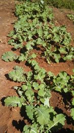 Rape growing in the garden at Oz Kids Orphanage.